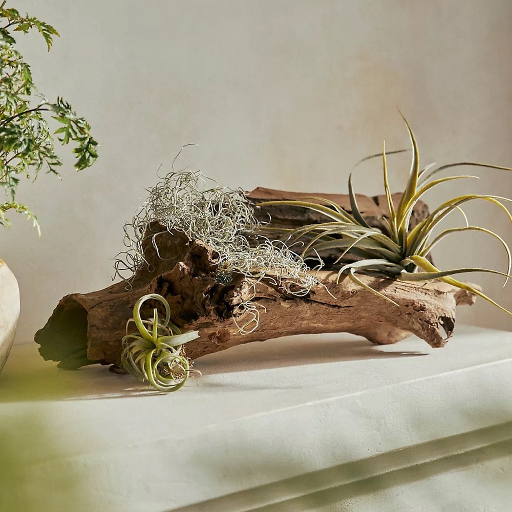 Anthropologie Terrain Driftwood Plant Stand - Picture 3 of 3